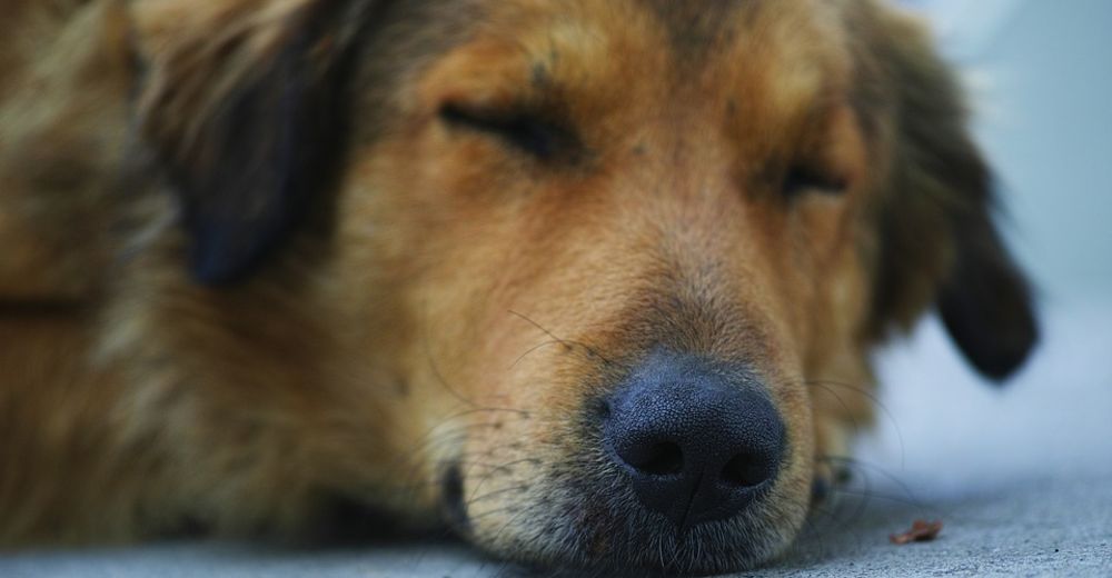 ¿Por qué perder a una mascota puede ser más duro que perder un amigo o un familiar? ¿Por qué perder a una mascota puede ser más duro que perder un amigo o un familiar?