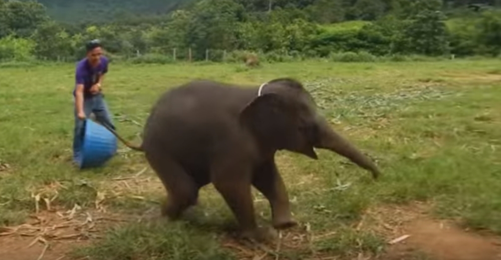 Un pequeño elefante se ríe a carcajadas mientras juega con su cuidador Un pequeño elefante se ríe a carcajadas mientras juega con su cuidador