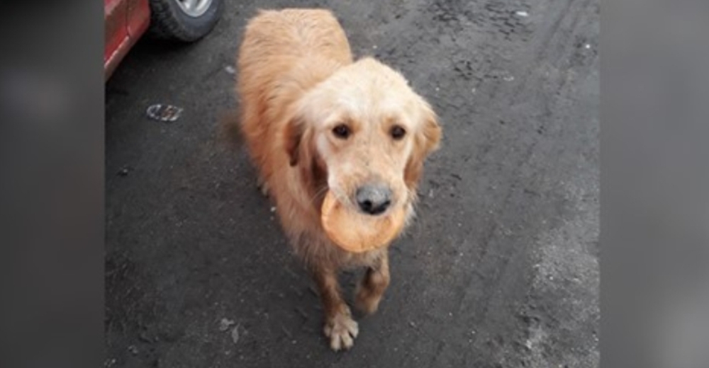 Una adorable Golden Retriever carga un pedazo de pan por las calles para no morir de hambre