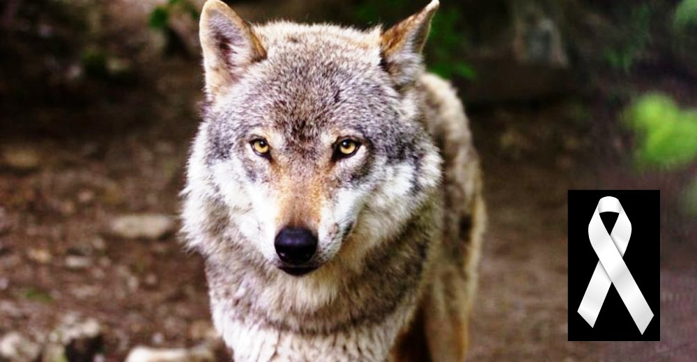 La única loba salvaje de Dinamarca pierde injustamente la vida por el capricho de un cazador