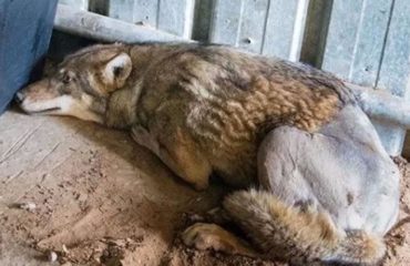 lobo atropellado israel salvado rescate puesto en libertad tel aviv the israeli wild life hospital wolf saved rescued