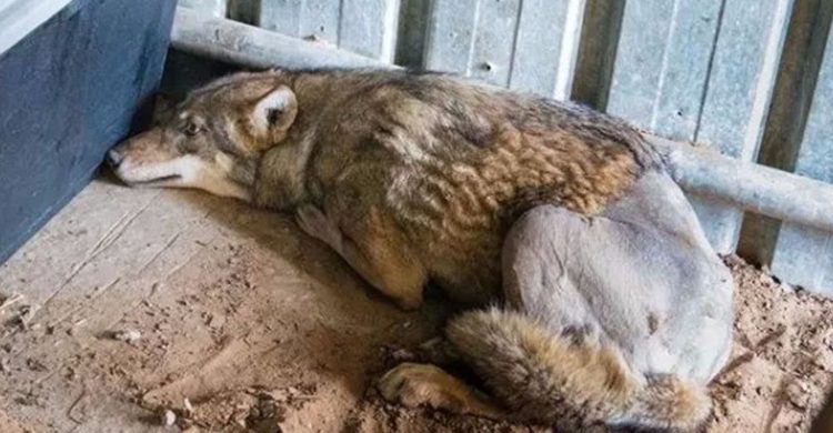 lobo atropellado israel salvado rescate puesto en libertad tel aviv the israeli wild life hospital wolf saved rescued