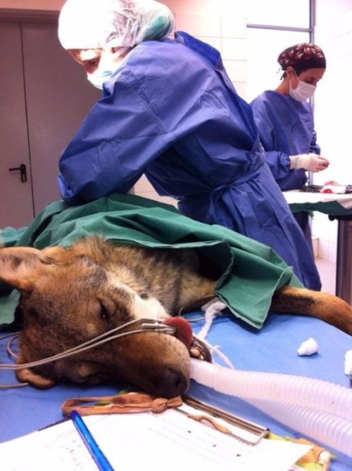 lobo atropellado israel salvado rescate puesto en libertad tel aviv the israeli wild life hospital wolf saved rescued 