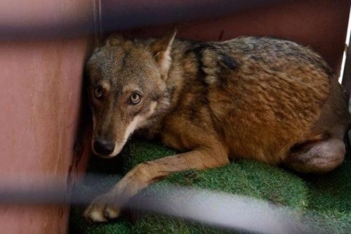 lobo atropellado israel salvado rescate puesto en libertad tel aviv the israeli wild life hospital wolf saved rescued 