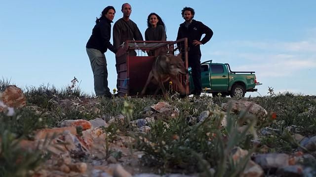 lobo atropellado israel salvado rescate puesto en libertad tel aviv the israeli wild life hospital wolf saved rescued 