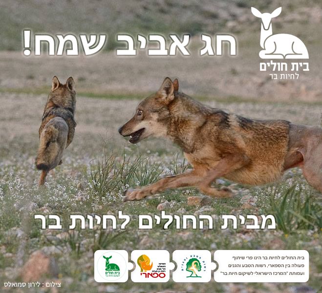 lobo atropellado israel salvado rescate puesto en libertad tel aviv the israeli wild life hospital wolf saved rescued 