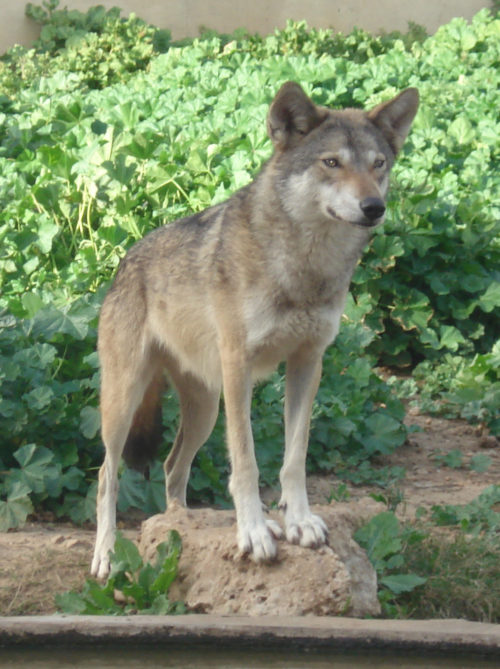 lobo atropellado israel salvado rescate puesto en libertad tel aviv the israeli wild life hospital wolf saved rescued 