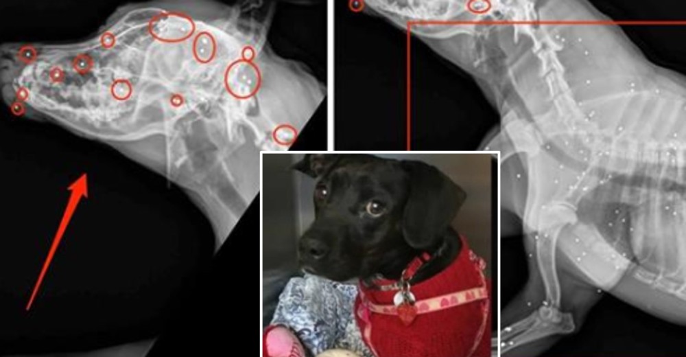 Mama, la tímida perrita rescatada que escondía el más triste secreto al interior de su cuerpo Mama, la tímida perrita rescatada que escondía el más triste secreto al interior de su cuerpo