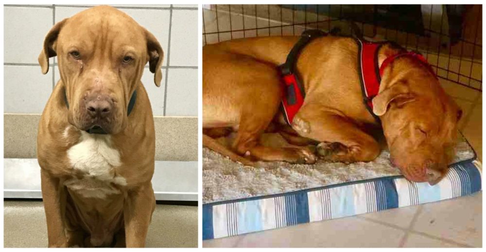Un perrito abandonado por su familia no puede parar de temblar al llegar a un refugio Un perrito abandonado por su familia no puede parar de temblar al llegar a un refugio