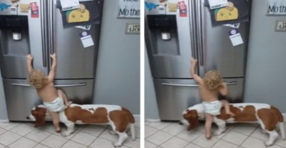 Un cachorro y un bebé son los mejores cómplices a la hora de conseguir «lo prohibido» Un cachorro y un bebé son los mejores cómplices a la hora de conseguir «lo prohibido»