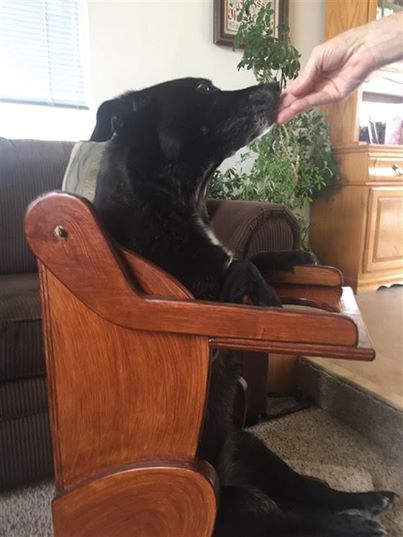 perrita daisy no puede comer bien pues tiene una discapacidad enfermedad megaesofago asi que su familia le hace una silla para comer especial y la perrita la aprendio a usar en un santiamen