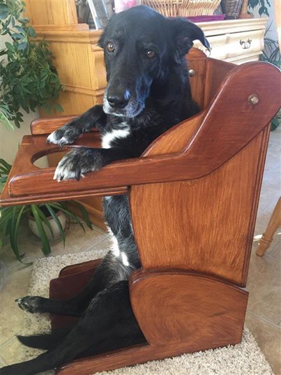 perrita daisy no puede comer bien pues tiene una discapacidad enfermedad megaesofago asi que su familia le hace una silla para comer especial y la perrita la aprendio a usar en un santiamen 