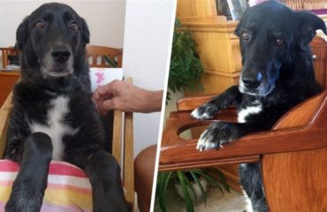 perrita daisy no puede comer bien pues tiene una discapacidad enfermedad megaesofago asi que su familia le hace una silla para comer especial y la perrita la aprendio a usar en un santiamen