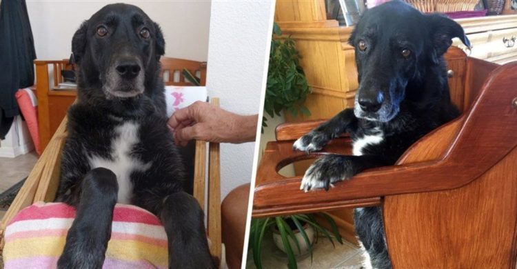 perrita daisy no puede comer bien pues tiene una discapacidad enfermedad megaesofago asi que su familia le hace una silla para comer especial y la perrita la aprendio a usar en un santiamen