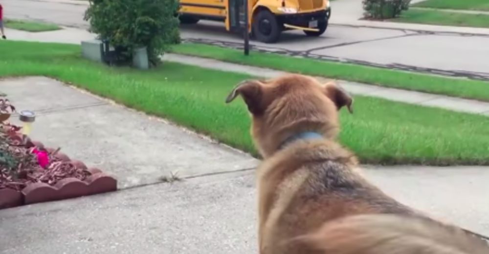Perritos corren a máxima velocidad hacia el bus de la escuela… Lo mejor es lo que buscan