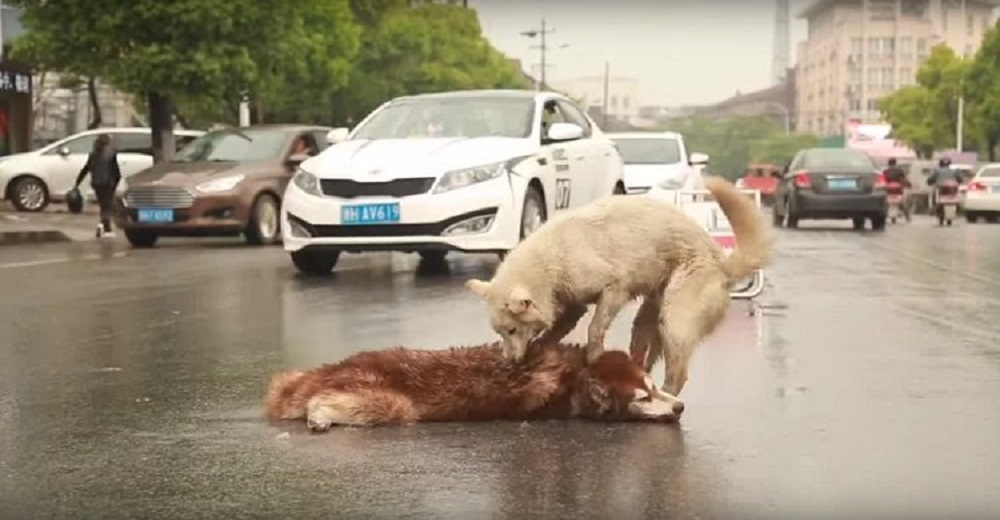 Graban a un perro leal luchando con todas sus fuerzas por resucitar a su amigo perrito