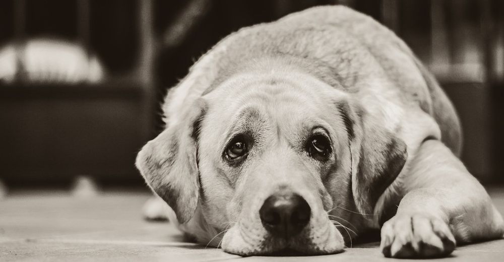 ¿Sabrías detectar si tu perro está entrando en depresión? 7 consejos para saber cómo descubrirlo