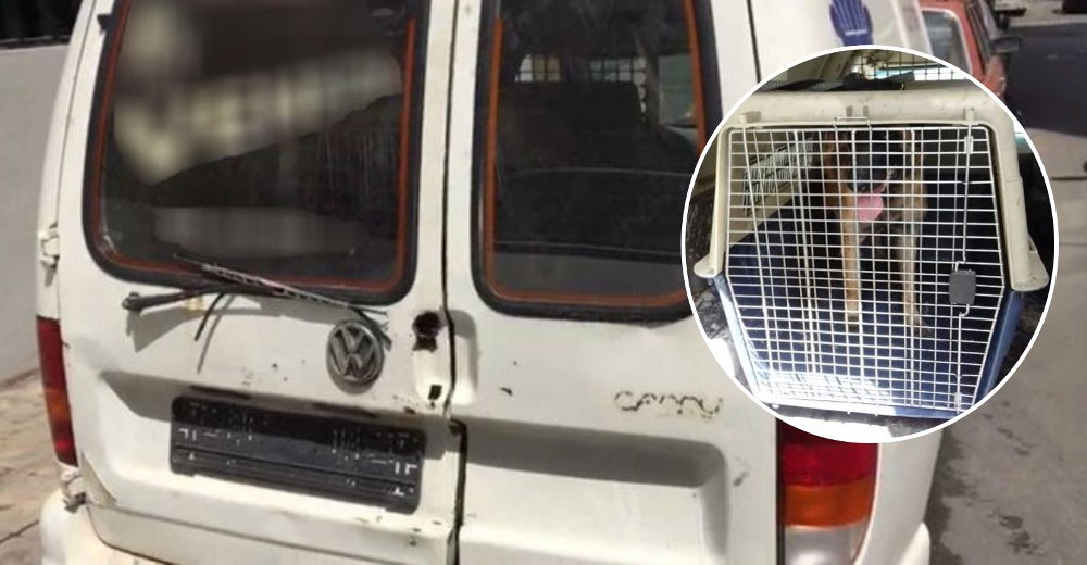 Una perrita que estuvo encerrada durante un mes en una furgoneta finalmente es libre