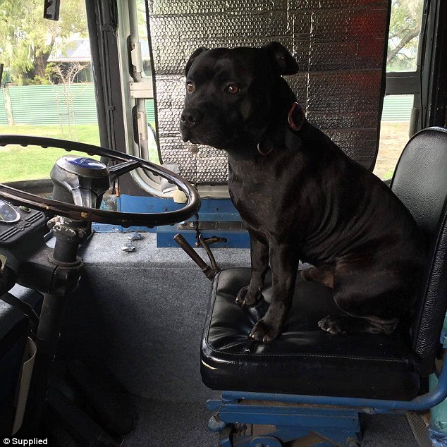 perro heroe zeus de mick condo ciudad de perth salva a un pobre hombre anciano que se habia caido y fracturado su cadera, tenia 2 días durmiendo a la intemperie en el patio 