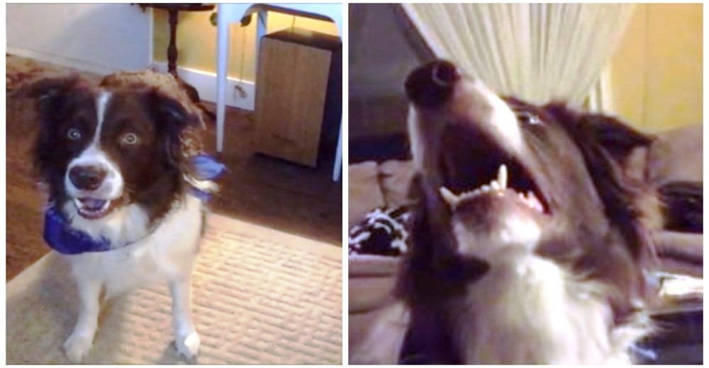 Este perrito tiene una obsesión por su hobby favorito… Y es imposible separarlo de él Este perrito tiene una obsesión por su hobby favorito… Y es imposible separarlo de él