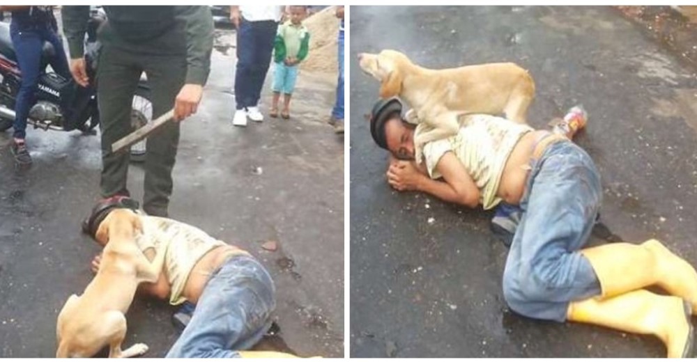 Un perro protege a su dueño tendido en el suelo para que no le hagan daño