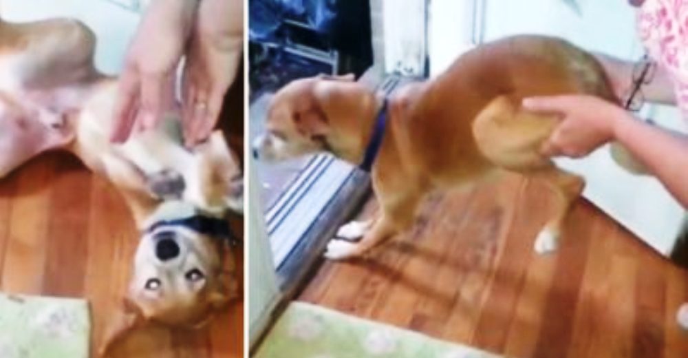 No hay poder humano alguno que logre convencer a este perrito que la diversión está allá afuera No hay poder humano alguno que logre convencer a este perrito que la diversión está allá afuera