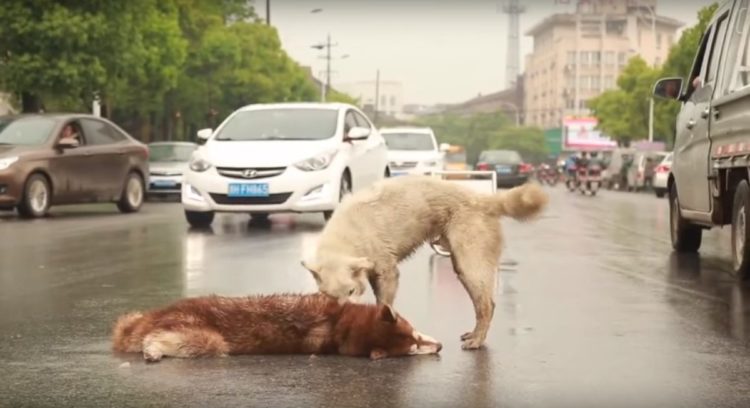 Graban a un perro leal luchando con todas sus fuerzas por resucitar a su  amigo perrito | Zoorprendente