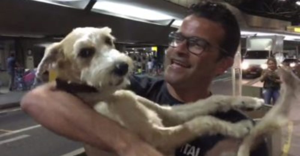 Un perrito explota de felicidad al reencontrarse con su humano favorito – HERMOSO Un perrito explota de felicidad al reencontrarse con su humano favorito – HERMOSO