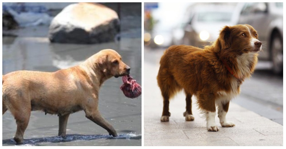 España impondrá una costosa multa a quienes maltraten o abandonen a su mascota – GRANDIOSO