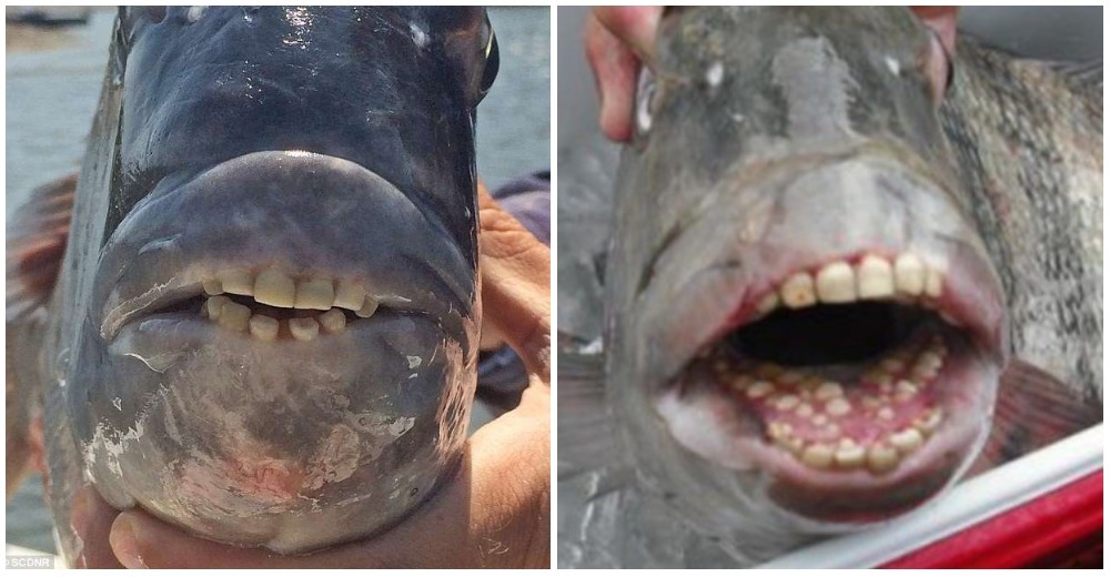 Descubren un pez con dientes que parecen humanos en la costa de Carolina del Sur