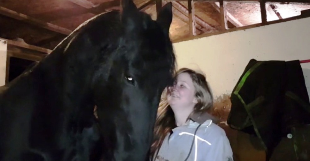 No hay nada que pueda impedir que este cariñoso caballo obtenga lo que quiere de su cuidadora No hay nada que pueda impedir que este cariñoso caballo obtenga lo que quiere de su cuidadora
