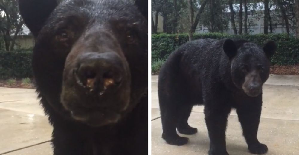 Se encuentra cara a cara con un oso negro de más de 100 kg… Y su reacción lo deja sin palabras Se encuentra cara a cara con un oso negro de más de 100 kg… Y su reacción lo deja sin palabras