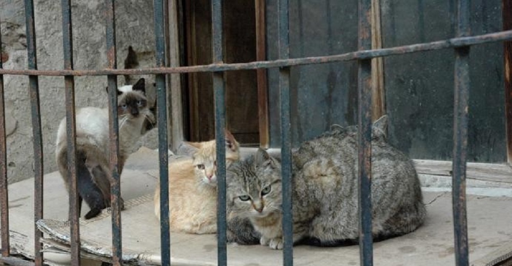 Condenada una pareja de ancianos por envenenar con bolitas de carne a ocho gatos de su vecina