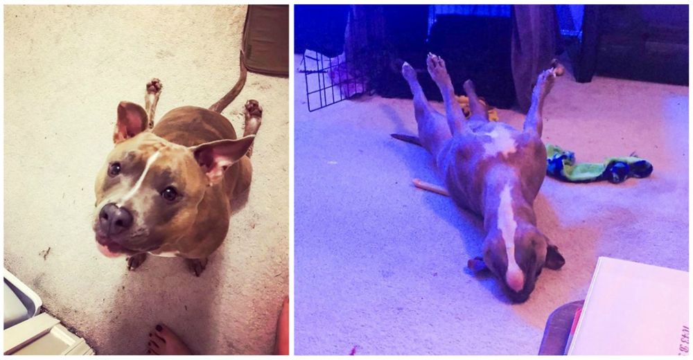 Leela, la rara pitbull que actúa tan extrañamente que hasta los veterinarios no saben explicarlo Leela, la rara pitbull que actúa tan extrañamente que hasta los veterinarios no saben explicarlo