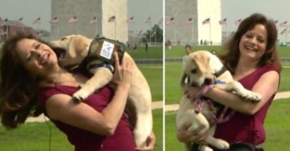 El divertido momento en que un perro de servicio casi arruina un reportaje periodístico en vivo El divertido momento en que un perro de servicio casi arruina un reportaje periodístico en vivo