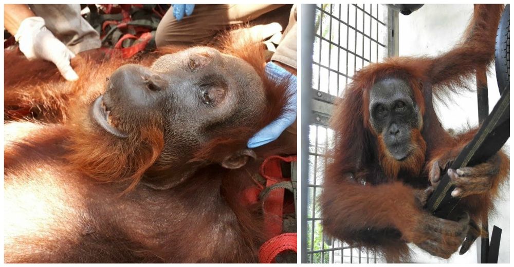 Un orangután hembra hambrienta escondía el más triste secreto al interior de su cuerpo Un orangután hembra hambrienta escondía el más triste secreto al interior de su cuerpo