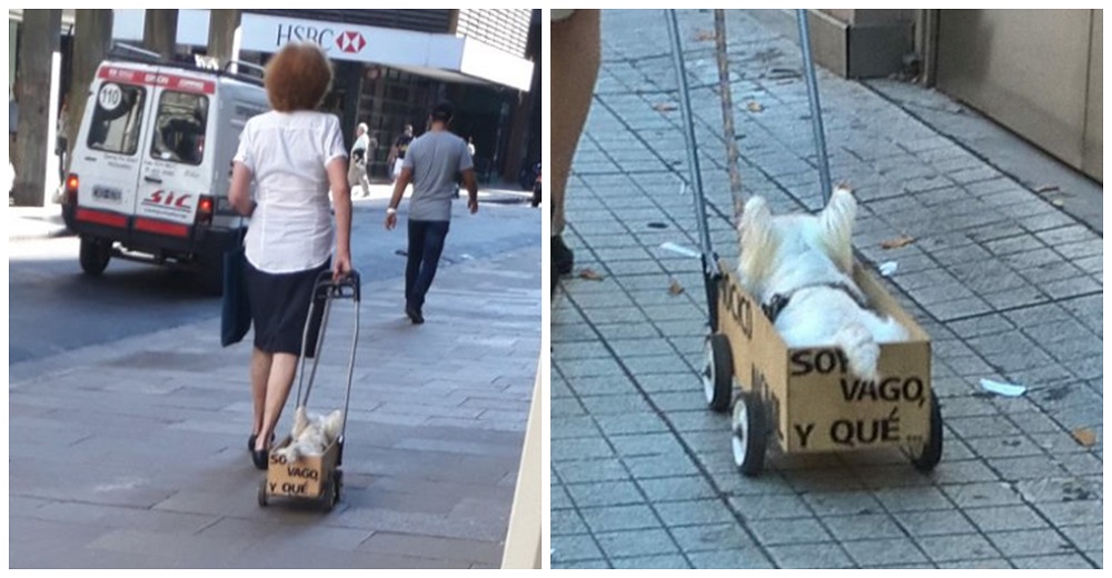 Perrito con «problemas de movilidad» conmueve en la calle hasta que leen lo que dice su carrito
