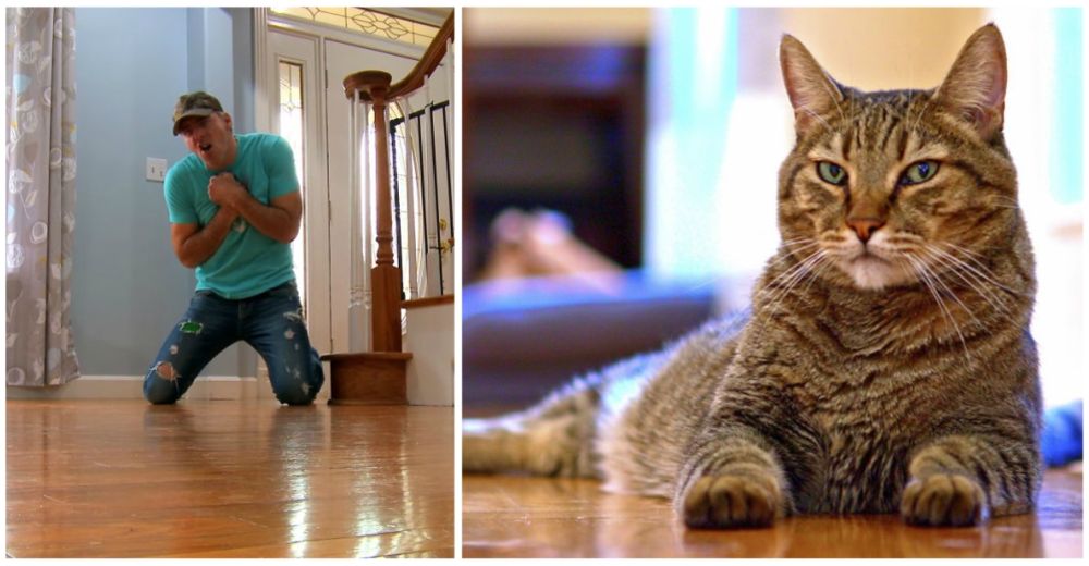 Un hombre finge su muerte frente a su gato, pero jamás se imaginó una reacción así Un hombre finge su muerte frente a su gato, pero jamás se imaginó una reacción así
