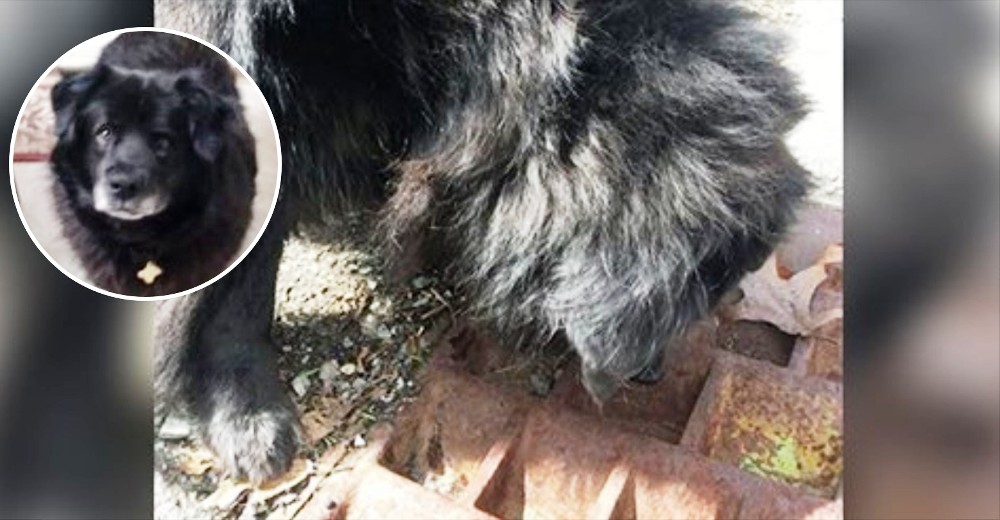HÉROE – Un perrito salva a una criatura que se encontraba atrapada en un drenaje de agua
