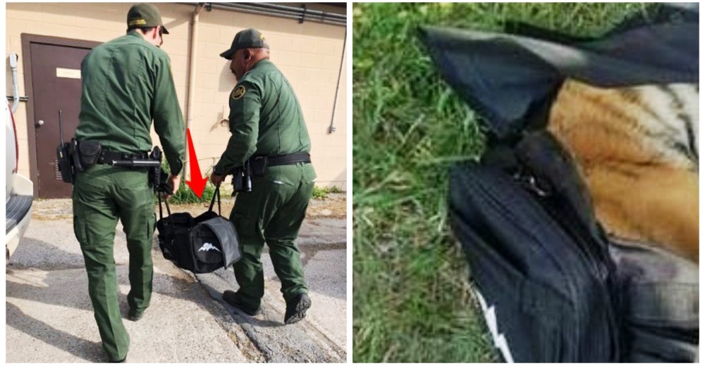 Descubren a traficantes con las peores intenciones y confiscan un bolso con este pobre animal