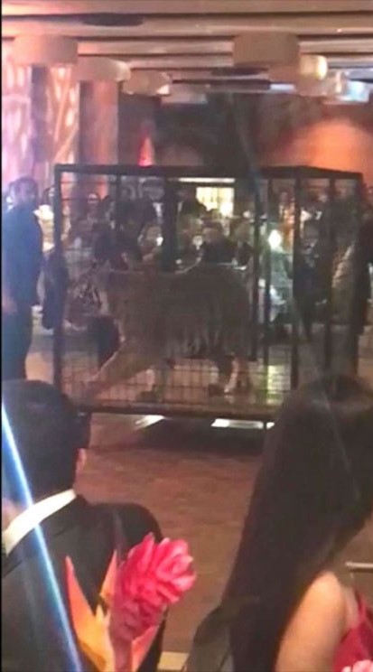 tigre usado como decoracion atraccion en una graduacion en una escuela de florida peta y muchas organizaciones escribieron a la escuela que pidio disculpas y prometio no volver a permitir este abuso y crueldad animal