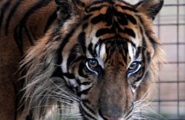 tigre usado como decoracion atraccion en una graduacion en una escuela de florida peta y muchas organizaciones escribieron a la escuela que pidio disculpas y prometio no volver a permitir este abuso y crueldad animal
