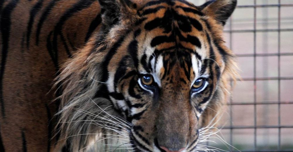 Colegio se enfrenta a duras críticas tras llevar un tigre enjaulado para la fiesta de graduación Colegio se enfrenta a duras críticas tras llevar un tigre enjaulado para la fiesta de graduación