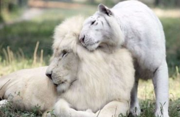 un tigre blanco y un león blanco tuvieron cachorros los únicos 4 tigres leones blancos del mundo ivory Saraswati los cachorros son asombrosos Myrtle Beach Safari in South Carolina