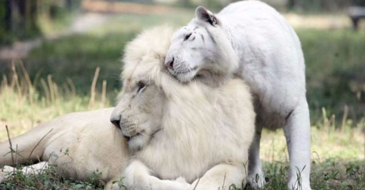 un tigre blanco y un león blanco tuvieron cachorros los únicos 4 tigres leones blancos del mundo ivory Saraswati los cachorros son asombrosos Myrtle Beach Safari in South Carolina