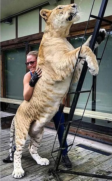 un tigre blanco y un león blanco tuvieron cachorros los únicos 4 tigres leones blancos del mundo ivory Saraswati los cachorros son asombrosos Myrtle Beach Safari in South Carolina