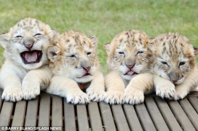 un tigre blanco y un león blanco tuvieron cachorros los únicos 4 tigres leones blancos del mundo ivory Saraswati los cachorros son asombrosos Myrtle Beach Safari in South Carolina