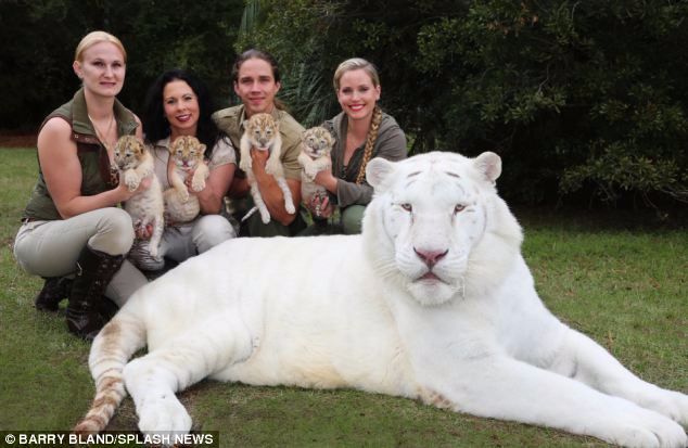 un tigre blanco y un león blanco tuvieron cachorros los únicos 4 tigres leones blancos del mundo ivory Saraswati los cachorros son asombrosos Myrtle Beach Safari in South Carolina