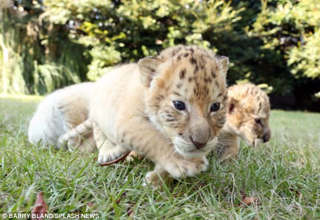 un tigre blanco y un león blanco tuvieron cachorros los únicos 4 tigres leones blancos del mundo ivory Saraswati los cachorros son asombrosos Myrtle Beach Safari in South Carolina