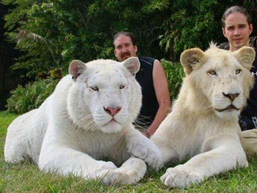 un tigre blanco y un león blanco tuvieron cachorros los únicos 4 tigres leones blancos del mundo ivory Saraswati los cachorros son asombrosos Myrtle Beach Safari in South Carolina